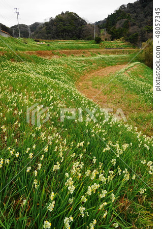 1月sawan 23秸稈bocchi和日本水仙·江蘇水仙路 1月sawan 23秸稈bocchi和日本水仙·江蘇水仙路 48057345