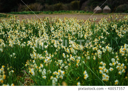 January Sawan 12 Straw Botch and Japan Suisen · Jiangsu Daffodils Road January Sawan 12 Straw Botch and Japan Suisen · Jiangsu Daffodils Road 48057357