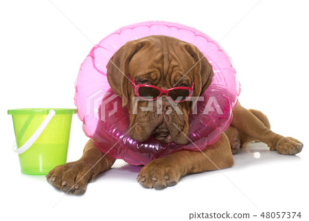 young dogue de bordeaux young dogue de bordeaux 48057374