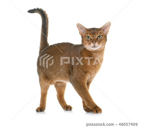 Abyssinian cat in studio 48057409