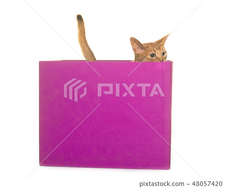 Abyssinian cat in studio Abyssinian cat in studio 48057420