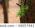 Deciduous pine 48057441