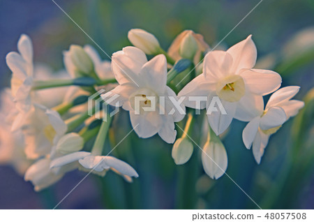 Narcissus 48057508