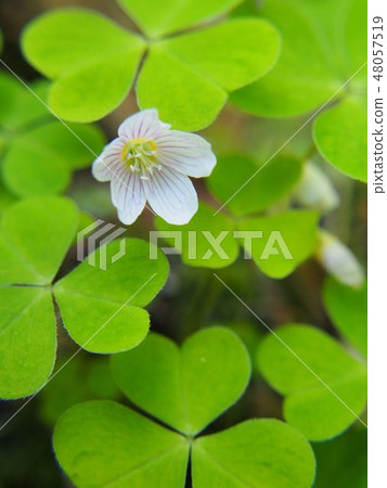 白花酢漿草 白花酢漿草 48057519