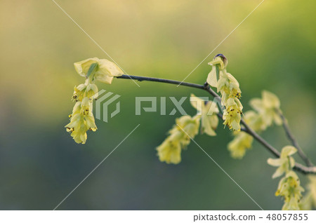 Toshi sickle Toshi sickle 48057855