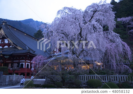 Weeping cherry tree in front of Yonanashi prefecture Mt. Weeping cherry tree in front of Yonanashi prefecture Mt. 48058132
