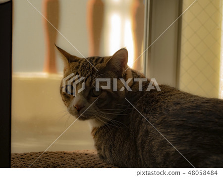 Cat Cat 48058484