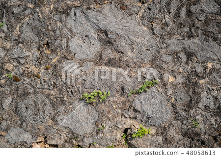 Stone Pebble Texture Pattern pavement marine texture 48058613