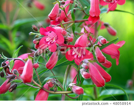 Pentostemon 48058914