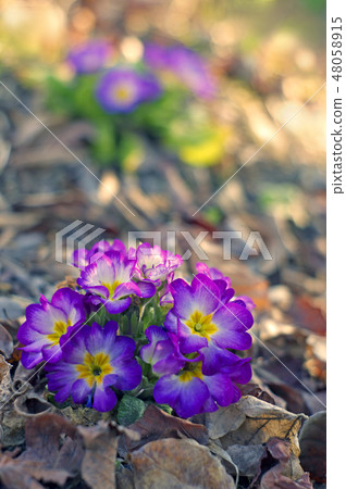 Primula of early spring 48058915