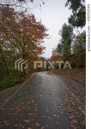 road and trees in the forest 48059349