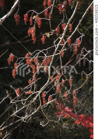 黃色土豆的果子 48059815