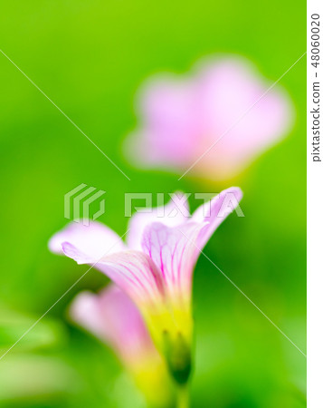 little pink flowers 48060020