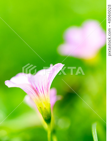 little pink flowers little pink flowers 48060028