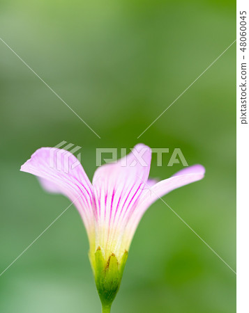 little pink flowers 48060045