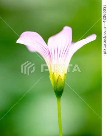 little pink flowers 48060055