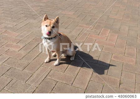 Shiba Inu Shiba Inu 48060063