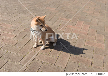 Shiba Inu Shiba Inu 48060064