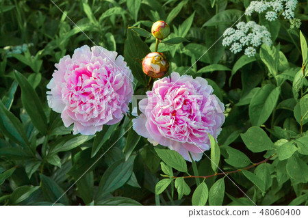 Pink peonies in spring garden. Pink peonies in spring garden. 48060400