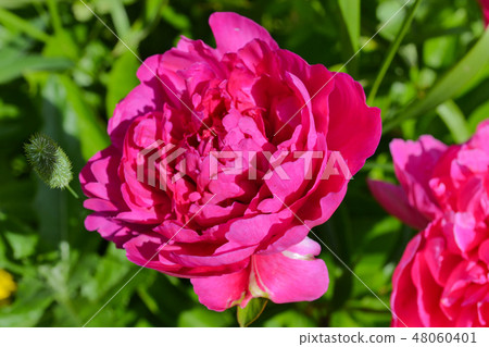Large red peonies closeup 48060401