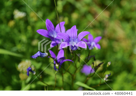 violet 48060441