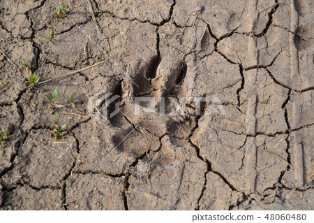 Dogs track on mud - close up Dogs track on mud - close up 48060480