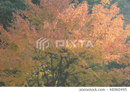 Autumn leaves hunting ★ - ★ - ★ Three colors Autumn leaves ★ - ★ - ★ Autumn leaves hunting ★ - ★ - ★ Three colors Autumn leaves ★ - ★ - ★ 48060495