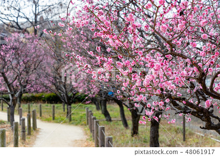 Red plum in Urban Agricultural Park Tokyo Adachi-ku, Kashima-ku, Tokyo 48061917