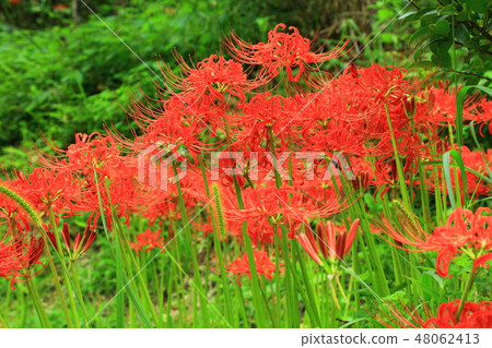 Asuka村Higanohana 48062413