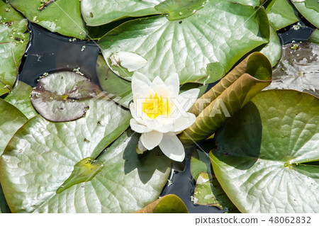White lotus flowers and round lotus leaves 48062832