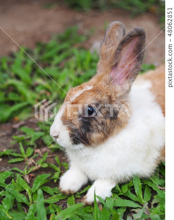 Beauty Cute sweet Little Easter Bunny small rabbit Beauty Cute sweet Little Easter Bunny small rabbit 48062851