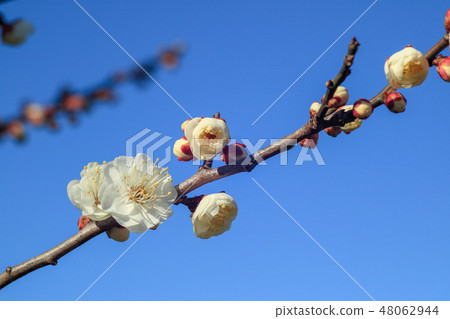 梅花和藍天 梅花和藍天 48062944