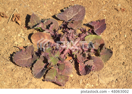 Roset of Oninogushi 48063002