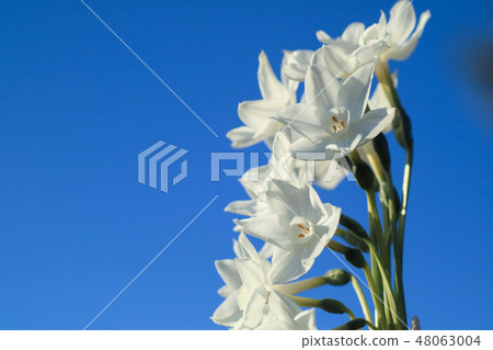 Daffodils blooming on the hill 48063004