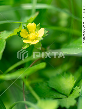 little yellow flowers 48063110