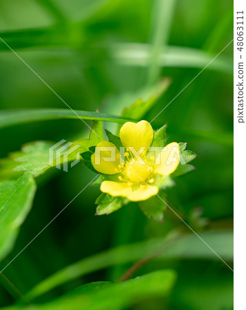 little yellow flowers little yellow flowers 48063111
