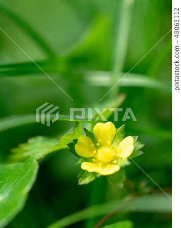 little yellow flowers 48063112