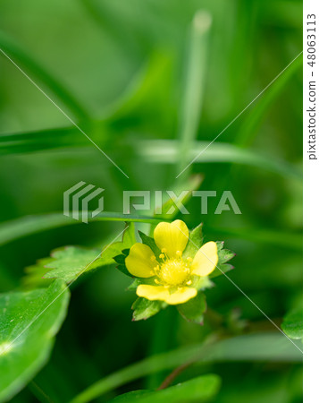 little yellow flowers little yellow flowers 48063113
