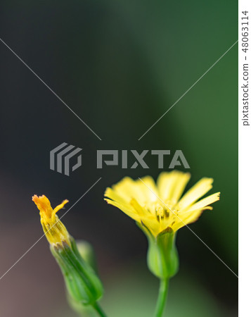 little yellow flowers 48063114