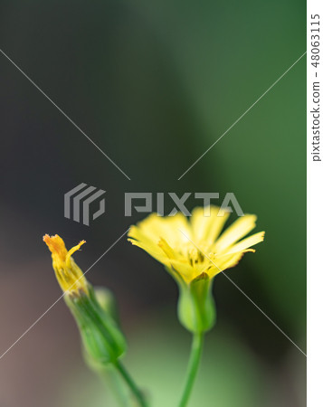 little yellow flowers little yellow flowers 48063115