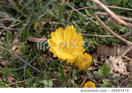 Fukushuge Tokyo Adachi-ku Kagahama Urban Agricultural Park Fukushuge Tokyo Adachi-ku Kagahama Urban Agricultural Park 48063478
