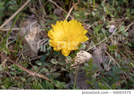 Fukushuge Tokyo Adachi-ku Kagahama Urban Agricultural Park 48063479