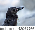 Humboldt Penguin 48063566
