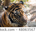 Sumatran tiger 48063567