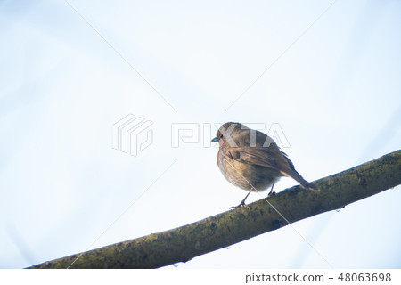 Robin British National Bird 48063698
