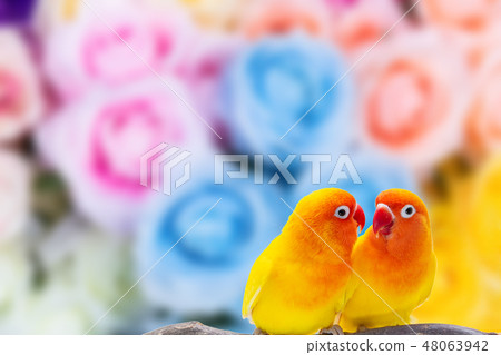 The Double Yellow Lovebird on white backgro The Double Yellow Lovebird on white backgro 48063942
