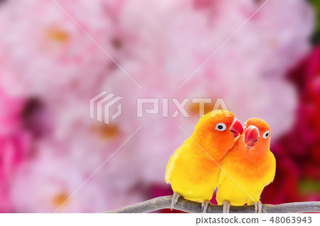 The Double Yellow Lovebird on white backgro The Double Yellow Lovebird on white backgro 48063943