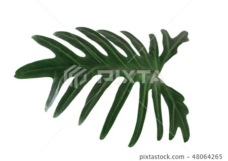 Green tropical leaf on white background with path 48064265
