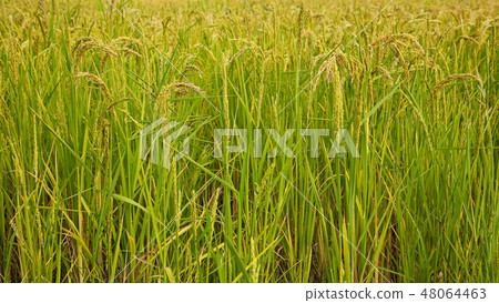 Italian rice fields in summer Italian rice fields in summer 48064463