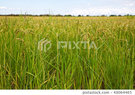 Italian rice fields in summer Italian rice fields in summer 48064465
